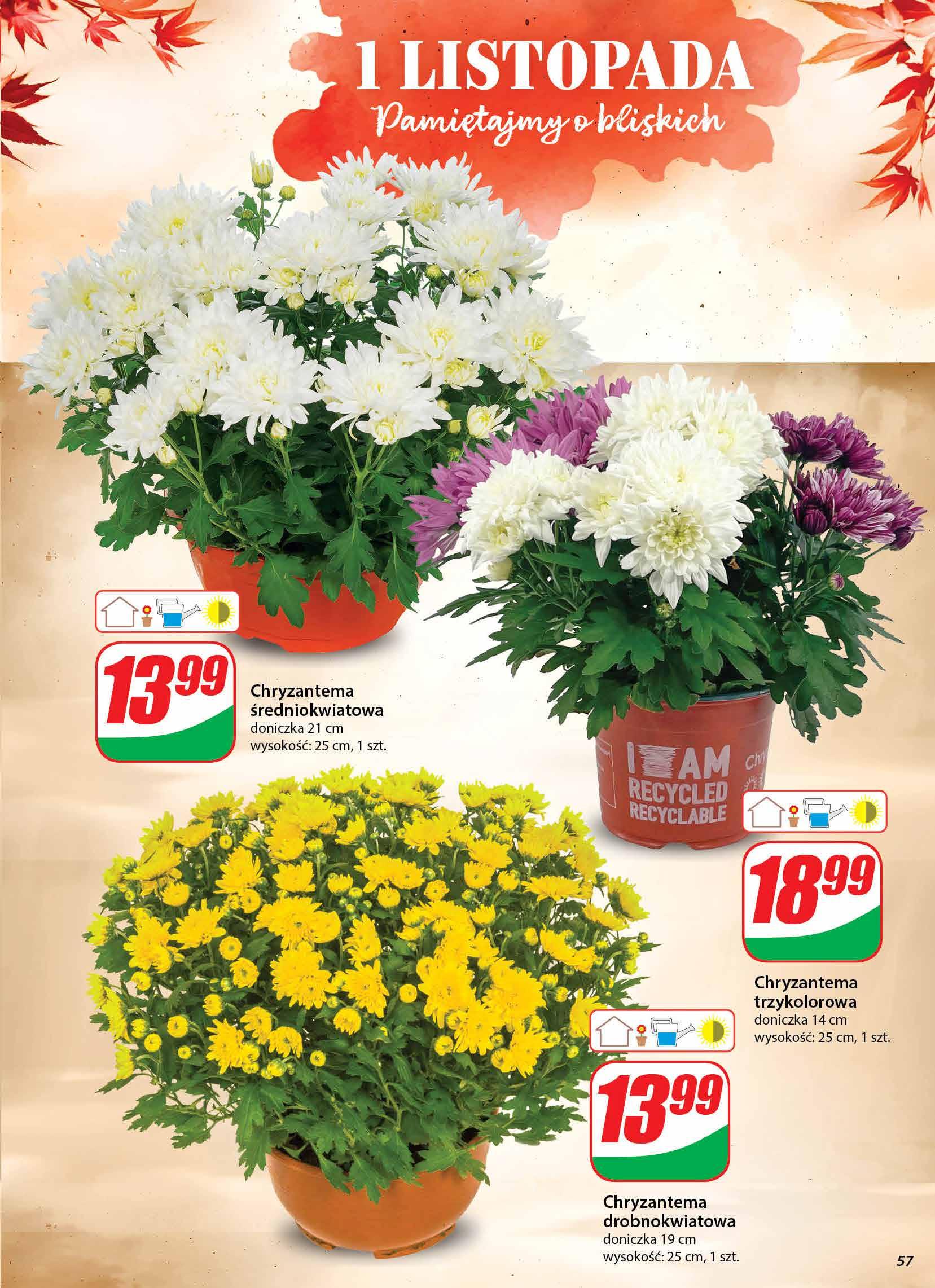 Gazetka promocyjna DINO str. 57