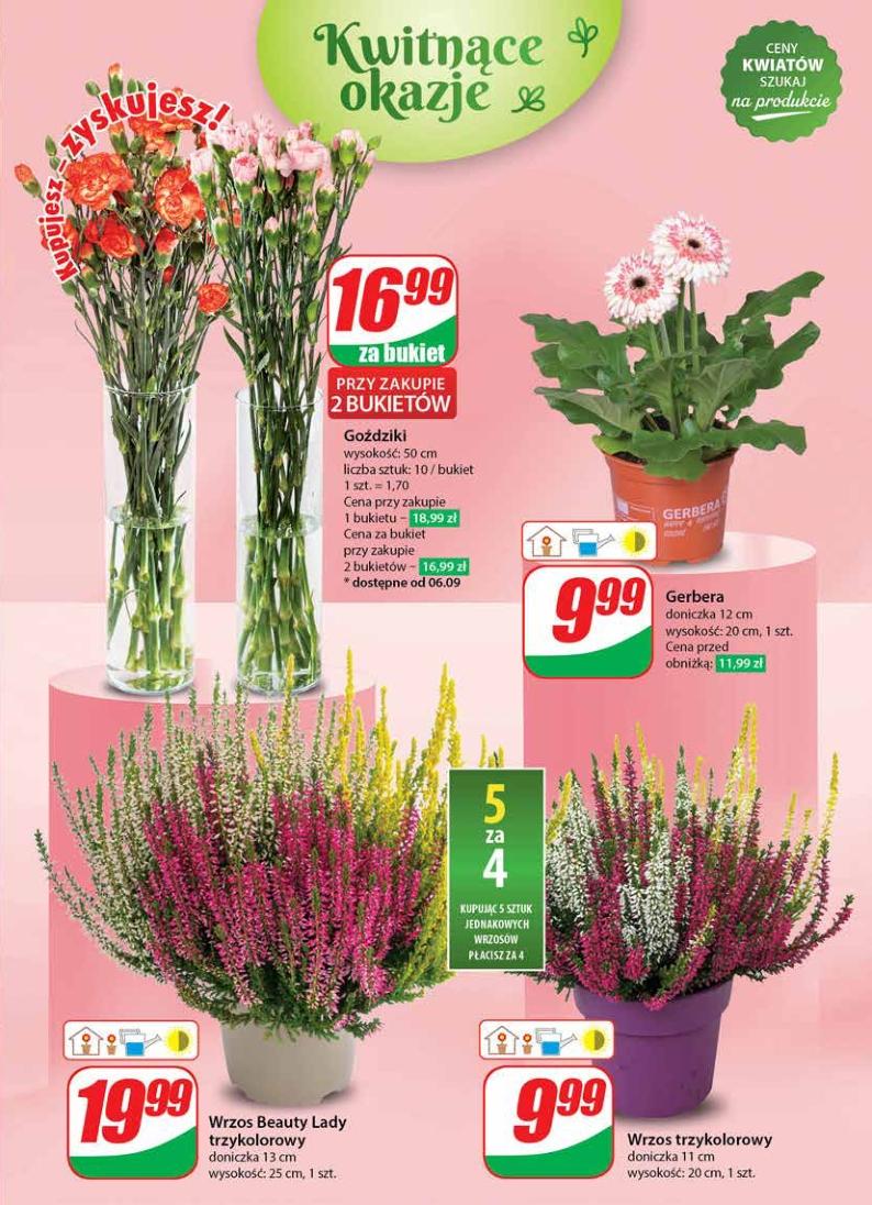 Gazetka promocyjna DINO str. 43