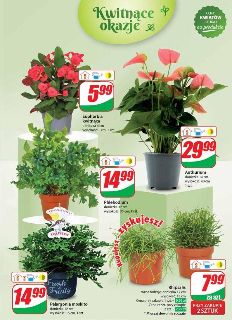 Gazetka promocyjna DINO str. 51