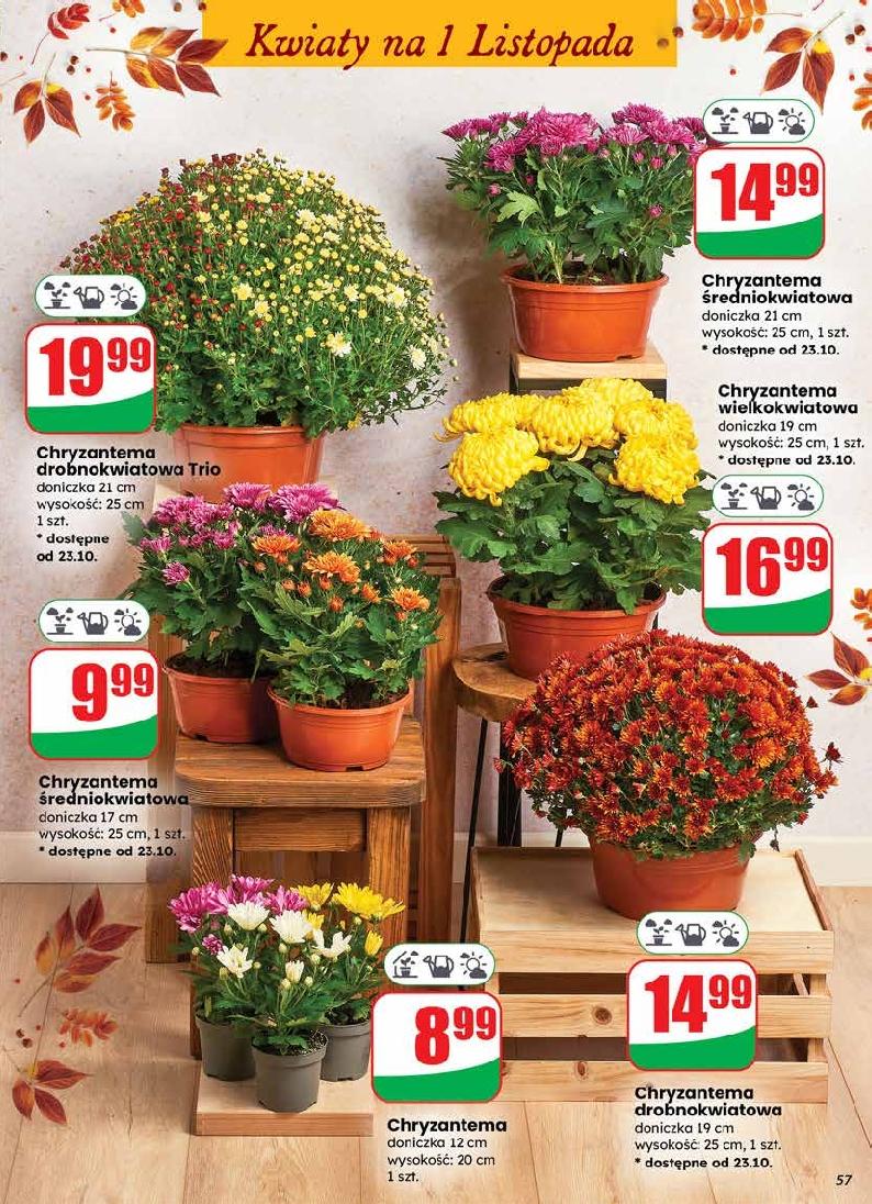 Gazetka promocyjna DINO str. 56