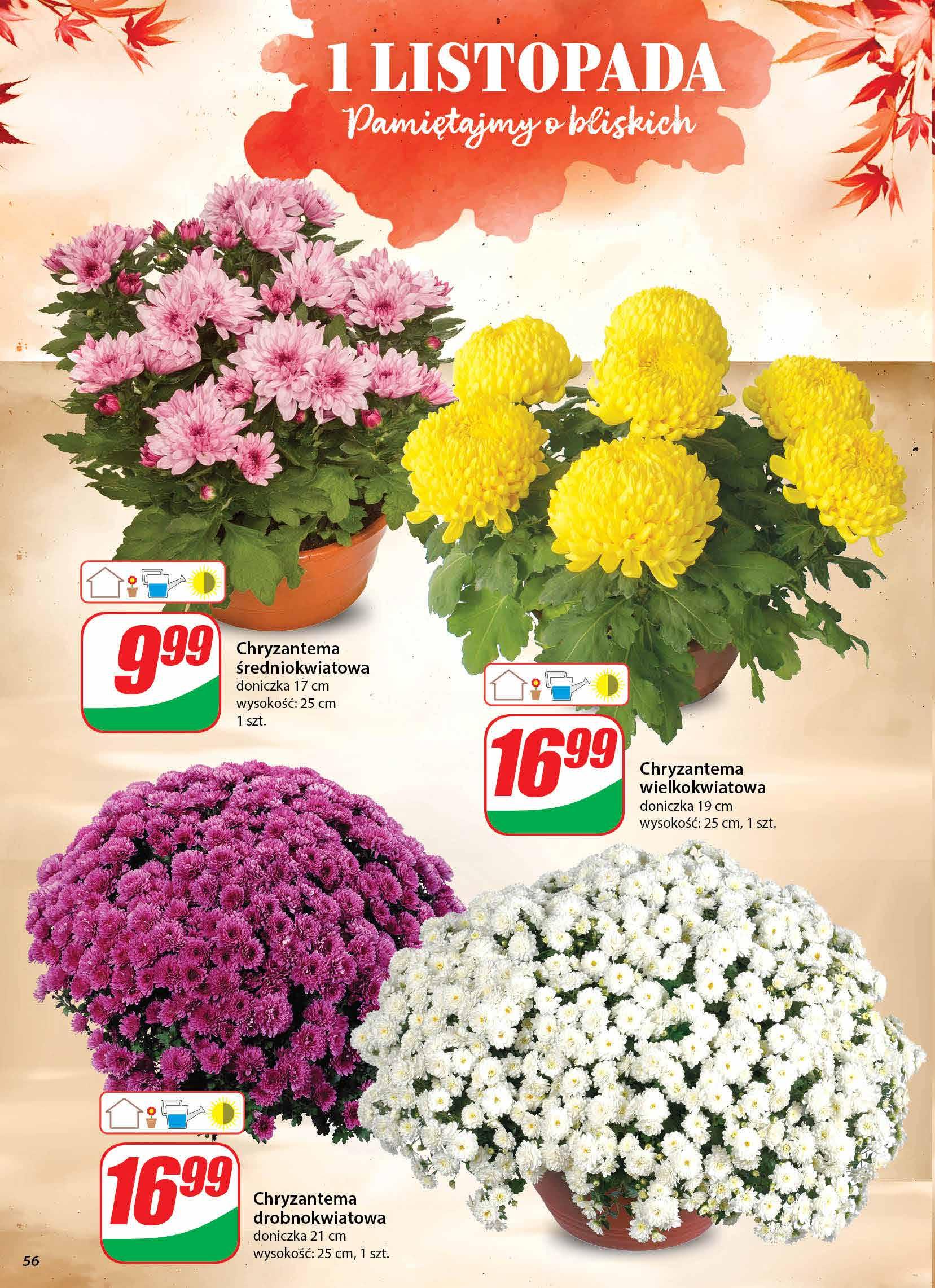 Gazetka promocyjna DINO str. 56