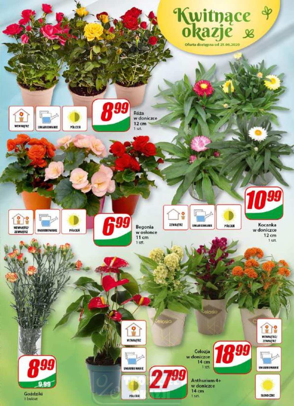 Gazetka promocyjna DINO str. 19